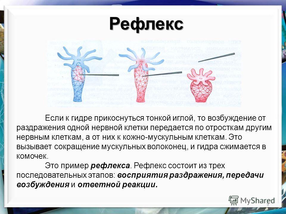 Кракен нет
