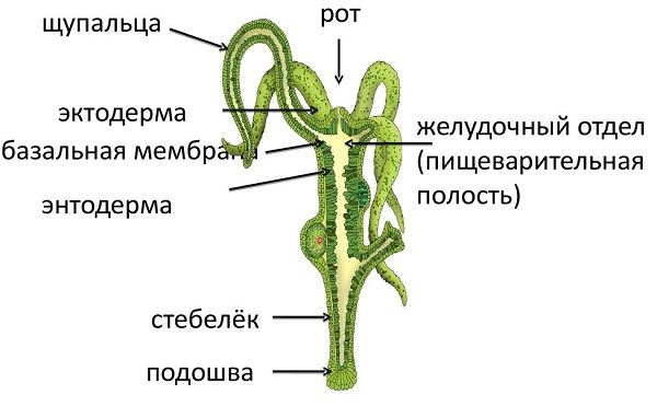 Кракен ссылка официальная на тор